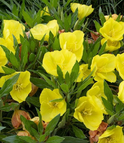 Oenothera macrocarpa missouriensis